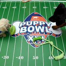 Two dogs stand on the Puppy Bowl field with the logo displayed between them.