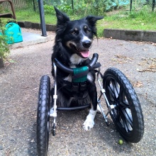 Three-legged Ziggy the dog is walking again thanks to 3D printing