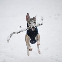 a dog with a stick in its mouth running through the snow