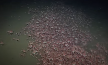 A giant congregation of crabs filmed 1,350 feet below the surface in the ocean off of Chile.