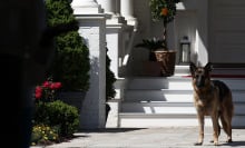 Twitter mourns the passing of President Joe Biden's beloved dog, Champ