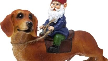 a garden gnome riding a wiener dog on white background