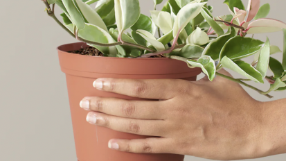 person holding a hoya in a grow pot