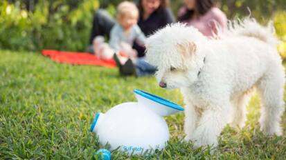 Dog playing with an iFetch interactive ball launcher.