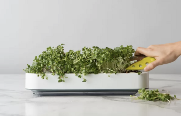 Chef'n Microgreen Growing Kit