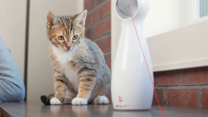 a close-up of a kitten playing with a PetSafe Bolt Automatic Laser Light Cat Toy on a wooden table in front of a window