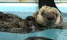 Abandoned baby sea otter finds a new home