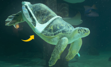 Photograph shows Charlotte the sea turtle swimming under water after she's been fit with the 3D-printed harness 