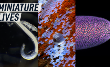 A collage shows three of the top five competing videos in Nikon Small World in Motion challenge 2024. Caption reads: "miniature lives"