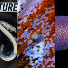 A collage shows three of the top five competing videos in Nikon Small World in Motion challenge 2024. Caption reads: "miniature lives"