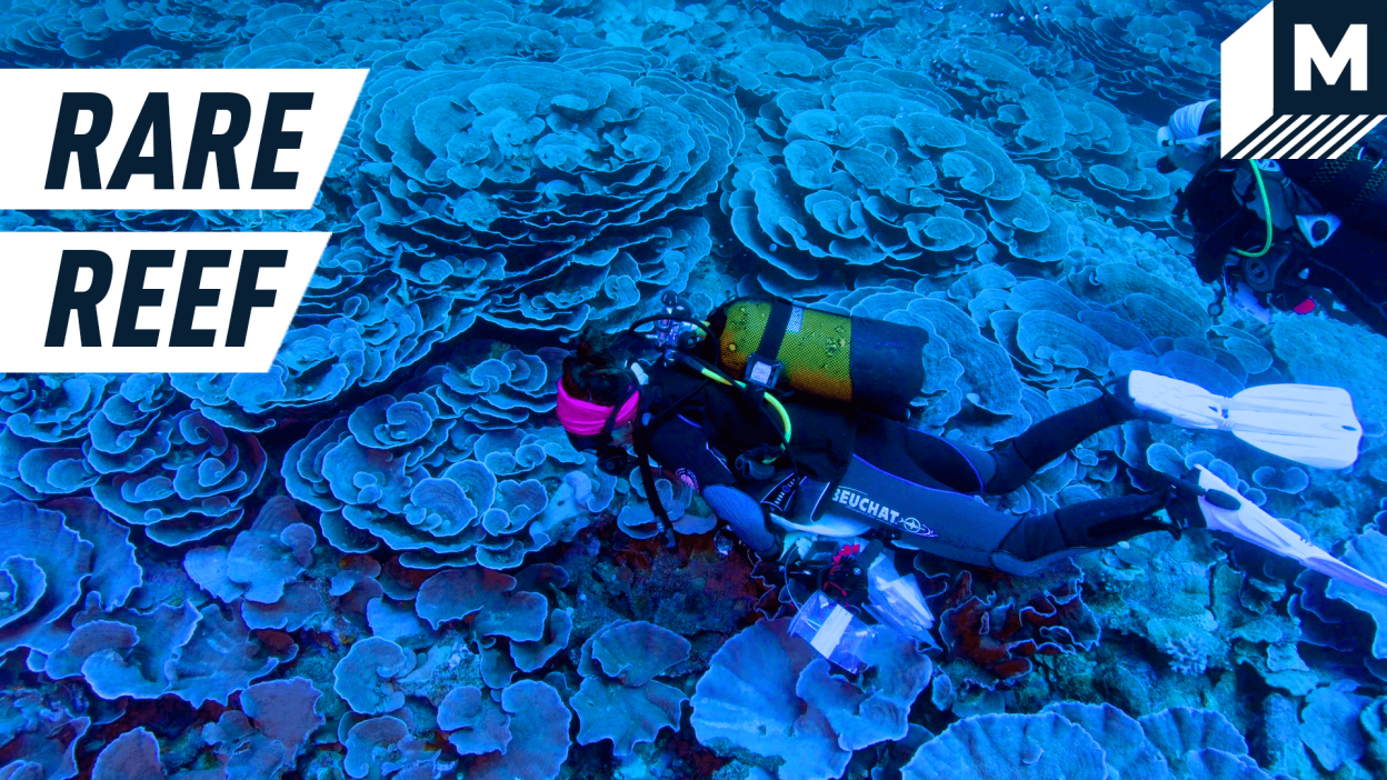 Divers discovered a pristine coral reef deep below the ocean surface — Future Blink