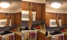 Determined ninja cat will stop at nothing to get his treats