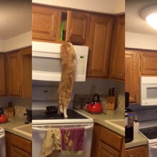 Determined ninja cat will stop at nothing to get his treats