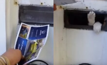 Cat does not want to pay bills, attacks all incoming mail