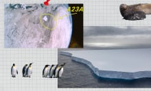 A collage shows penguins, seals, a satellite image and a a drone photo of the A23a iceberg.