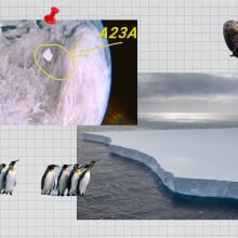 A collage shows penguins, seals, a satellite image and a a drone photo of the A23a iceberg.