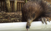 Pugsley the echidna guzzles down water on a hot Sydney day