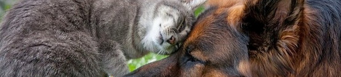 2016-04 Banner kat en hond bij HETDIER.nl a