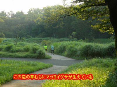 気候の影響か・・