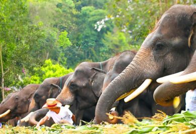 Proyecto Valle de los Elefantes en Camboya gana premio internacional por ecoturismo ético Valle de los elefantes Camboya