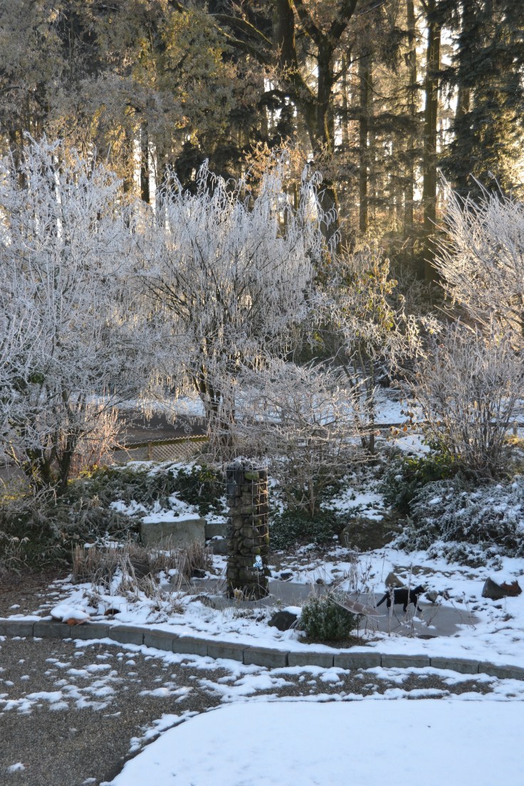 See the neighbor's cat on walking over the pond.