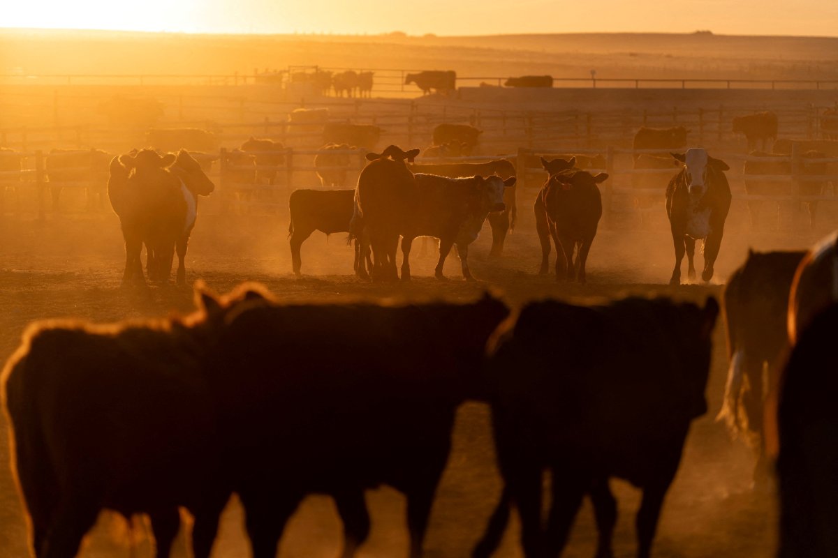 © Reuters. Gado reunido em um confinamento na Callicrate Beef, uma fazenda verticalmente integrada para a produção de carne no mercado em Saint Francis, Kansas, EUA, em 20 de março de 2026nREUTERS/Cheney Orr