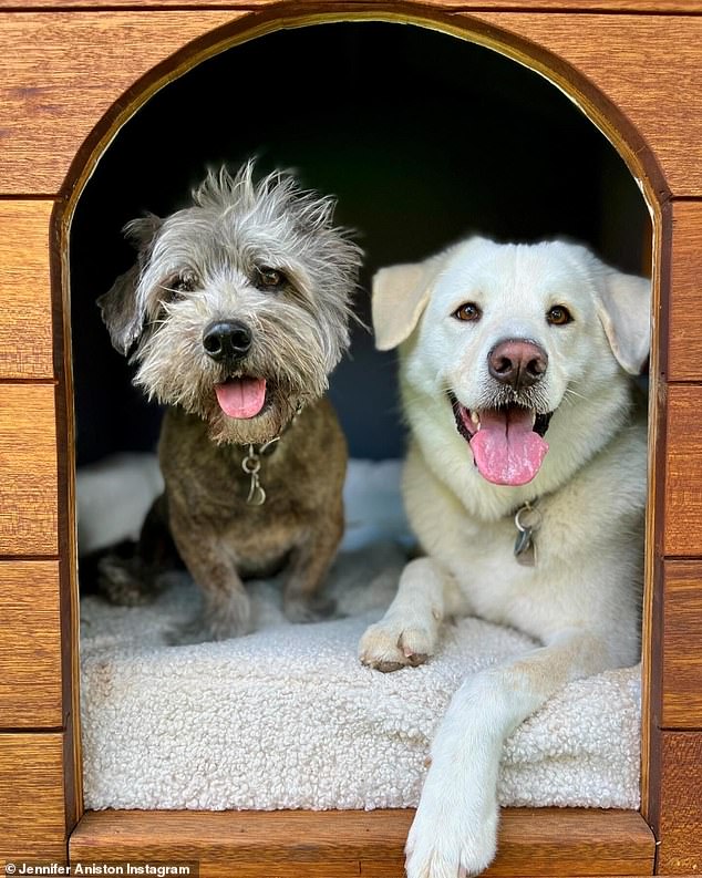 Aniston is a dog lover; here is a photo of two of her canines Clyde and Lord Chesterfield