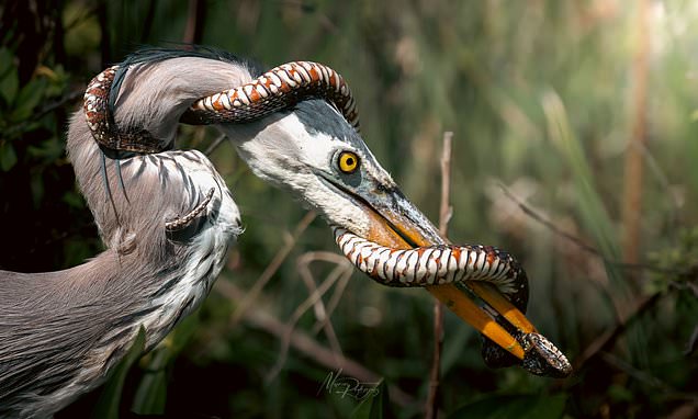 Snake wrapped around bird's beak is so insane people think it's AI - can you see what is