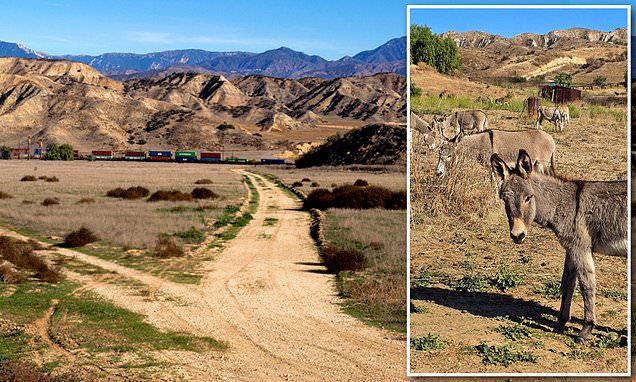 Rural California town 'torn apart' by herd of wild animals