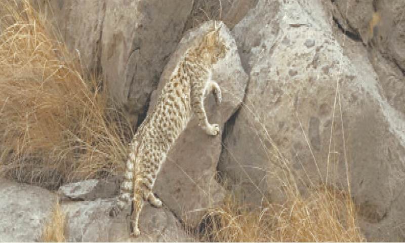 Extremely rare Asiatic desert cat (Felis lybica ornata).