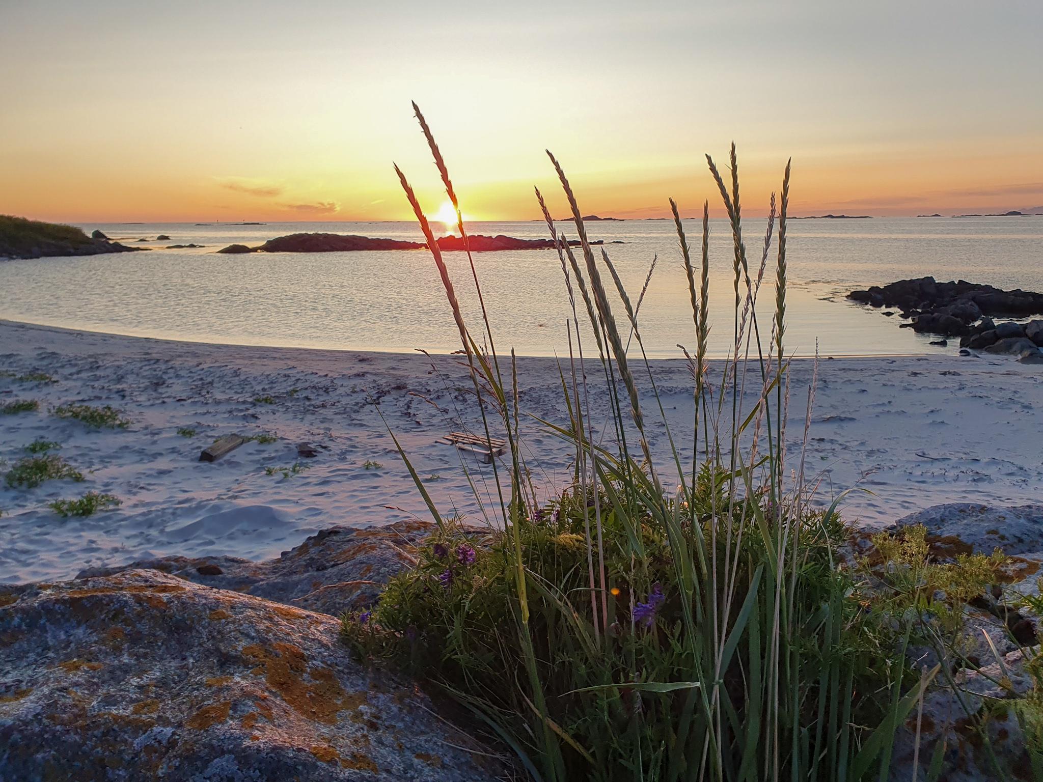 A sandy beach seen through a few summer stalks of grass. Golden sun in a clear orange sky hovering just above a calm ocean.