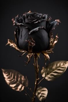 Black Flowers Wallpaper, Fun Wallpapers, Black Roses Wallpaper, Black And Gold Aesthetic, Gothic Flowers, Roses Wallpaper, Gold Items, Lovely Flowers Wallpaper, Dark Flowers