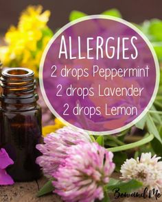 Allergy Essential Oil Blend for Your Diffuser Essential Oils Allergies, Essential Oil Remedy, Oil Remedies, Essential Oils Health, Essential Oil Diffuser Recipes, Oil Diffuser Recipes, Yl Essential Oils, Essential Oil Blends Recipes, Essential Oil Mixes