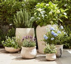 three planters with plants in them sitting on the ground next to some shrubbery