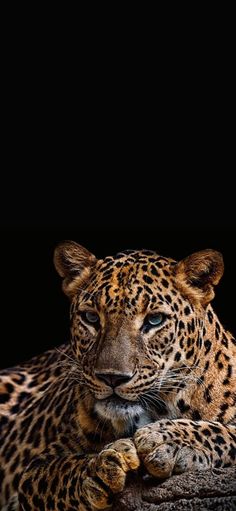 a large leopard laying down on top of a rock in the dark night time with its eyes closed