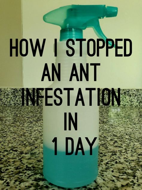 Ant Killer Recipe, Homemade Ant Killer, Diy Bug Repellent, Ant Spray, Ant Repellent, Bug Spray Recipe, Ants In House, Ant Infestation, Ant Farm