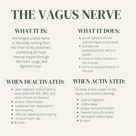 Vagus Nerve Picture, What Is The Vagus Nerve, Yoga Nervous System, The Body Remembers, Nervous System Diet, Traumatized Nervous System, Regulating The Nervous System, Vagus Nerve Damage Symptoms, How To Activate Parasympathetic Nervous System