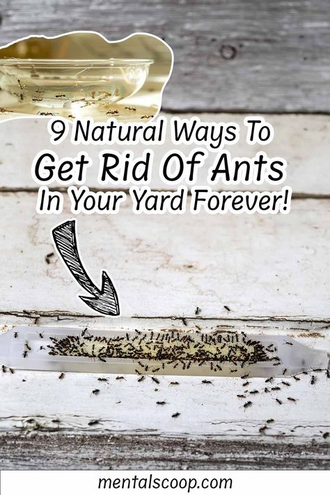 9 Natural Ways To Get Rid Of Ants In Your Yard Forever! Ant Habitat, Ant Trail, Types Of Ants, Ant Repellent, Ant Species, Ant Control, Kill Ants, Rid Of Ants, Carpenter Ant