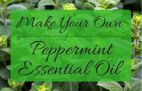 How To Make Homemade Perfume, Peppermint Plants, Essential Oil Distiller, Homemade Perfume, Essential Oils For Babies, Mint Essential Oil, Making Essential Oils, Mint Oil, Essential Oil Blends Recipes