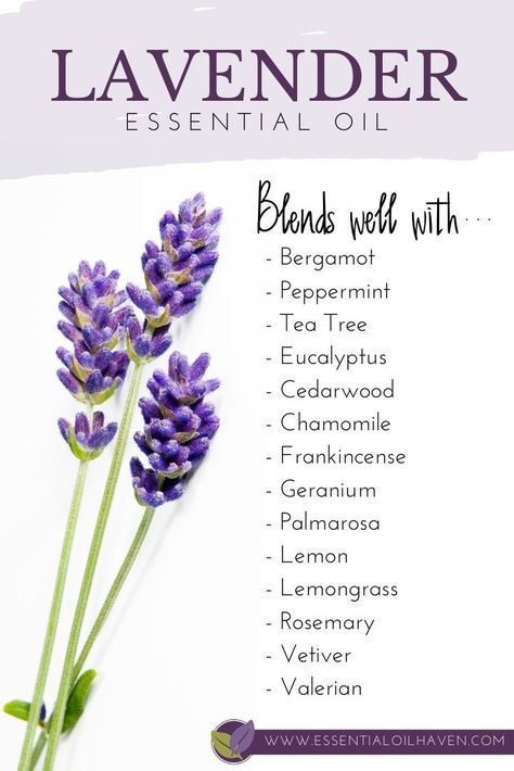 Lavender blends well with these 10 essential oils. Starting to mix your own essential oils together? Got a bottle of Lavender? Start with this list of oils for blending. #lavender #essentialoils #blending #blends #essentialoilhaven Lavender Oil Blends, Lavender Blends, Lavender Essential Oil Benefits, Lavender Essential Oil Uses, Lavender Recipes, Lavender Benefits, Essential Oils For Sleep, Essential Oil Blends Recipes, Oil For Hair