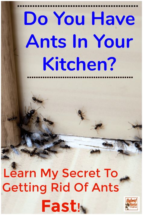 Do you have ants in the kitchen or other parts of your house? Want to know the secret to getting rid of ants fast? Learn how to get rid of ants naturally in this post. #pestcontrol #ants #bugspray #insectrepellent From HybridRastaMama.com Ants In Kitchen, Kitchen Ants, Home Remedies For Ants, Ant Remedies, Ant Killer Recipe, Homemade Ant Killer, Sugar Ants, Ant Spray, Eclectic Glam