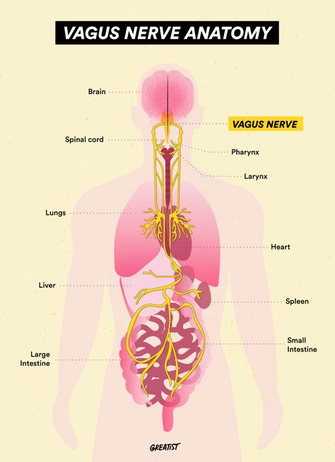 Vagus Nerve Ice Therapy, Ventral Vagus Nerve, Vagus Nerve Anatomy, Vagus Nerve Symptoms, Vagas Nerve, Vagus Nerve Healing, Vagus Nerve Damage, Vagus Nerve Stimulator, Nerve Anatomy