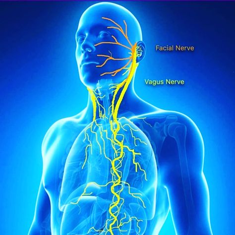 Reset Your Vagus Nerve in 5 minutes - Energize | Body Current Nerve Pain Remedies, Vagus Nerve Stimulator, Medical Qigong, Nerf Vague, Nervus Vagus, How To Pop Ears, Relaxation Response, Nerve Health, Autonomic Nervous System