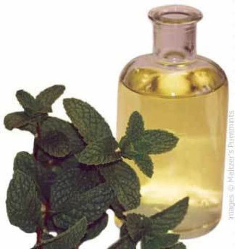 Make your own mint infused oil & recipes Henna For Hair Growth, Infused Oil Recipes, Curry Leaf, Natural Ginger, Homemade Essential Oils, Natural Headache Remedies, Making Essential Oils, Mint Oil, Homemade Oil