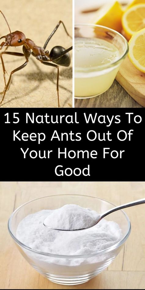 Natural Ant Repellant, Natural Remedies For Ants, Home Remedies For Ants, Ant Remedies, Ant Killer Recipe, Homemade Ant Killer, Ant Spray, Ant Repellent, Ants In House