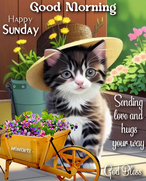 Sending Sunday Hugs Your Way, Good Morning morning good morning sunday hugs happy sunday quotes sunday quotes and sayings happy sunday messages Sunday Hugs, Happy Sunday Messages, Sunday Morning Images, Sunday Morning Wishes, Blessed Sunday Morning, Quotes Sunday, Happy Sunday Images, Sunday Messages, Good Morning Cat