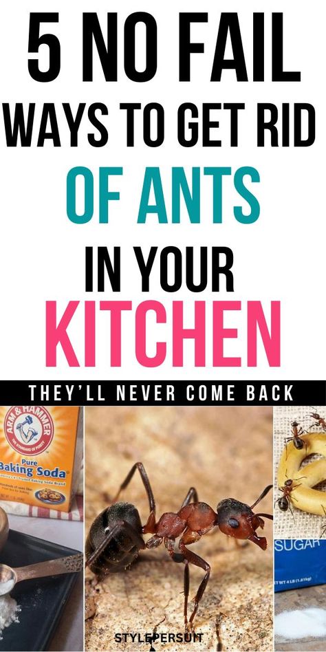 Ants in the kitchen can be a persistent nuisance. They invade our food storage, crawl over countertops, and can even find their way into appliances. While these tiny creatures may seem harmless, they can contaminate food and create unsanitary conditions. Here's a guide on how to effectively get rid of ants in your kitchen and keep them from coming back. Rid Ants In Kitchen, Natural Ways To Get Rid Of Ants In House, Ant Control In House, Ants In Kitchen Get Rid Of, Getting Rid Of Ants In Kitchen, Tiny Ants Get Rid Of, Diy Get Rid Of Ants In House, How To Get Rid Of Tiny Ants, Best Way To Get Rid Of Ants