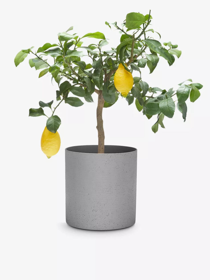 a potted plant with lemons in it on a white background, ready to be used as a decoration