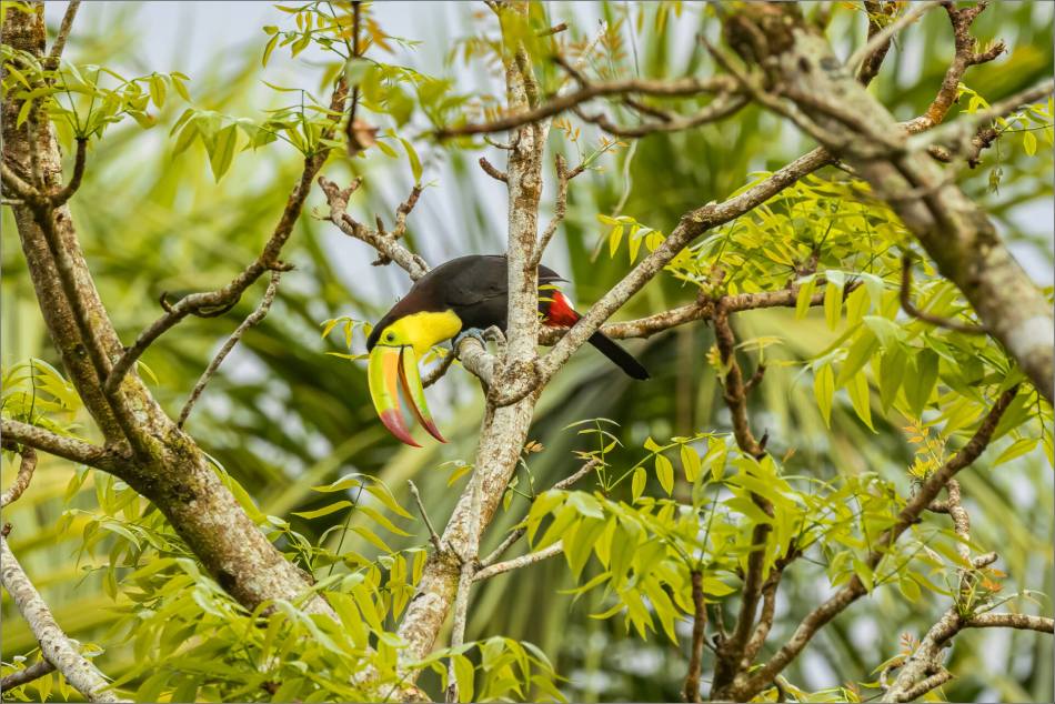 A toucan with a bright yellow and orange beak perched on a branch surrounded by green leaves.