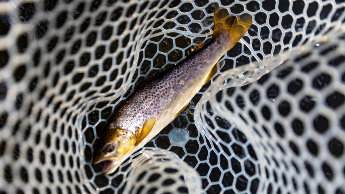 A freshwater fish lays in a net